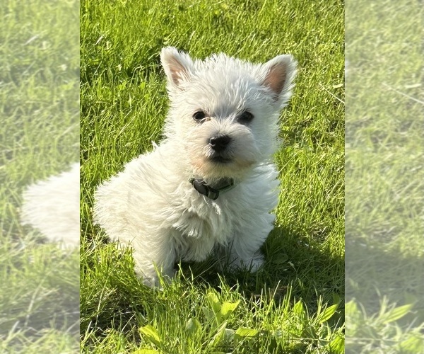 Medium Photo #4 West Highland White Terrier Puppy For Sale in AKRON, NY, USA