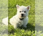 Small #3 West Highland White Terrier