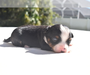 Miniature Australian Shepherd Puppy for sale in PALM COAST, FL, USA