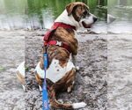Small #4 American Staffordshire Terrier-Boxer Mix