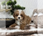 Small #1 Cavapoo (Miniature)