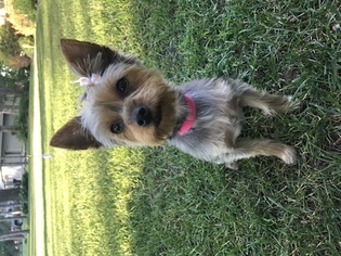 Yorkshire Terrier Puppy for sale in WYOMING, MN, USA