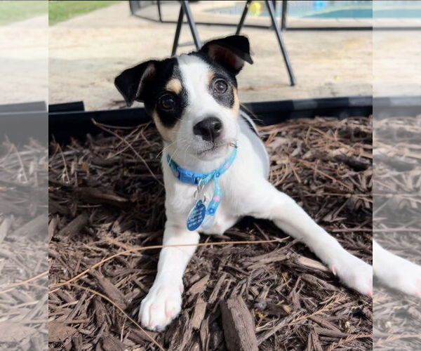 Medium Photo #1 Australian Shepherd-Unknown Mix Puppy For Sale in Royal Palm Beach, FL, USA