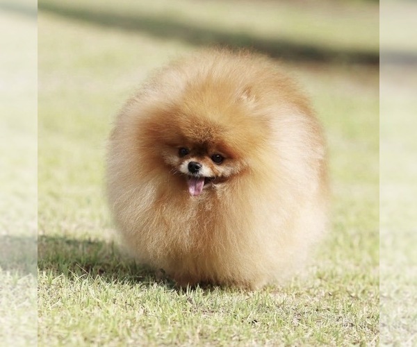 Medium Photo #1 Pomeranian Puppy For Sale in PHOENIX, AZ, USA