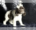 Small Photo #80 Cocker Spaniel Puppy For Sale in WARSAW, IN, USA