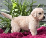 Puppy Dune Golden Retriever