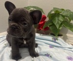 Small #4 French Bulldog