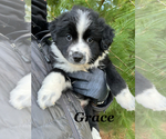 Puppy Grace Australian Shepherd