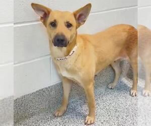 DALLY - Female German Shepherd Dog-Unknown Mix Dog for Adoption - Photo #2
