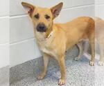 Small #1 German Shepherd Dog Mix