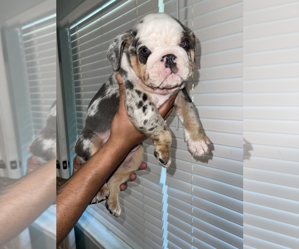 Medium Photo #2 English Bulldogge Puppy For Sale in BAY CITY, TX, USA