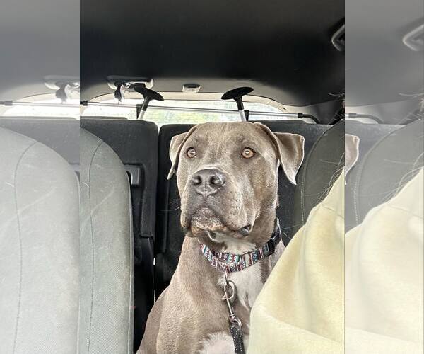 Medium Photo #2 American Pit Bull Terrier-Unknown Mix Puppy For Sale in La Verne, CA, USA