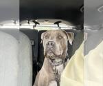 Small #1 American Pit Bull Terrier Mix