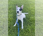 Small #2 Mutt