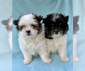 Pomeranian Puppy for sale in FAIR HAVEN, MI, USA