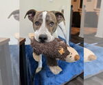 Small #10 American Pit Bull Terrier-Huskies  Mix