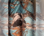 Image preview for Ad Listing. Nickname: Male 4