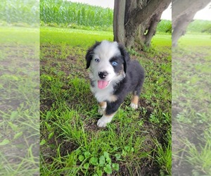 Australian Shepherd Puppy for sale in BEAR CREEK, WI, USA