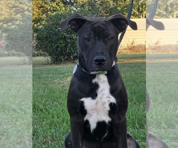 Medium Photo #1 American Staffordshire Terrier-Labrador Retriever Mix Puppy For Sale in Foristell, MO, USA