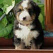 Small Photo #4 Bernedoodle Puppy For Sale in EAST EARL, PA, USA