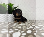 Small #5 Dachshund