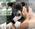 Small #1 Chihuahua Mix