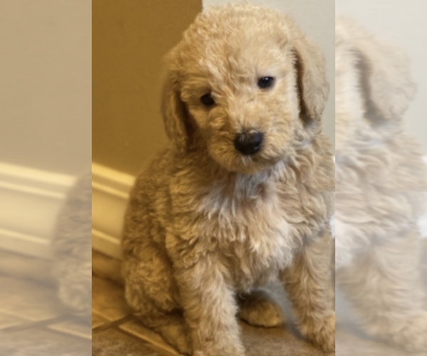 Medium Photo #2 Australian Labradoodle Puppy For Sale in FLORENCE, AL, USA
