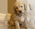 Small Photo #2 Australian Labradoodle Puppy For Sale in FLORENCE, AL, USA