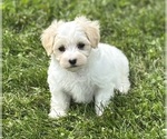 Small #1 Maltese