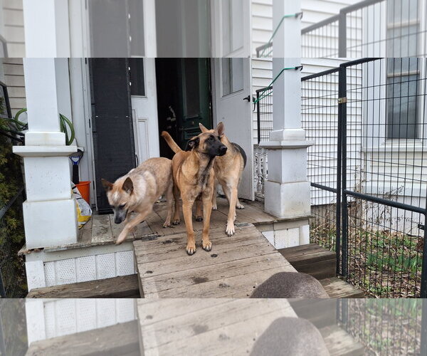 Medium Photo #13 Mutt Puppy For Sale in Sebec, ME, USA