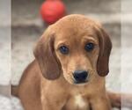 Small Labbe
