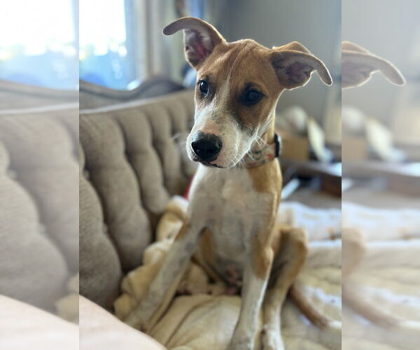 Medium Photo #1 Mutt Puppy For Sale in Evansville, IN, USA