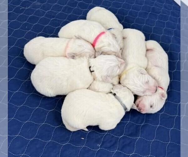 Medium Photo #1 Great Pyrenees Puppy For Sale in CORY, IN, USA