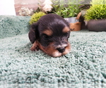 Small #1 Cavapoo (Miniature)