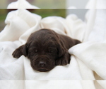 Small #3 Labrador Retriever