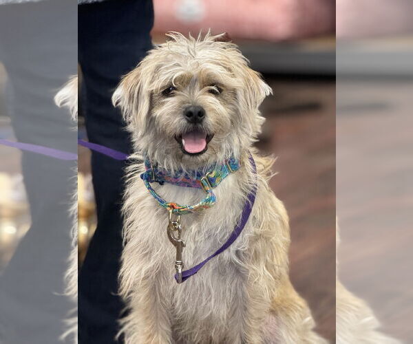 Medium Photo #1 Mutt Puppy For Sale in Fort Worth, TX, USA