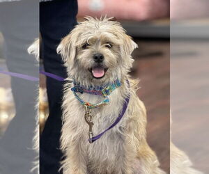 Mutt Dogs for adoption in Fort Worth, TX, USA