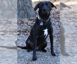 Quincey - Male Mutt Dog for Adoption - Photo #5