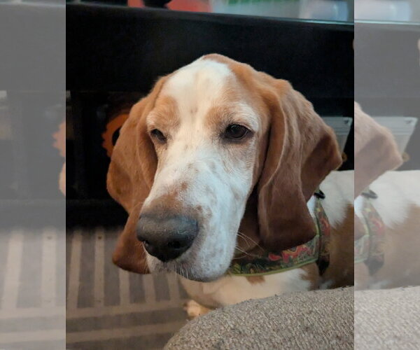 Medium Photo #2 Basset Hound Puppy For Sale in Valrico, FL, USA