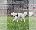 Small #5 Great Pyrenees