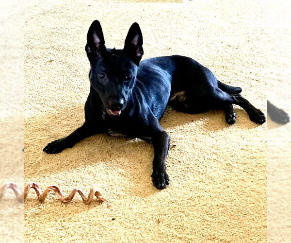 Medium Photo #1 Australian Shepherd-Unknown Mix Puppy For Sale in San Juan Capistrano, CA, USA