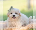 Small Photo #6 Maltipoo (Miniature) Puppy For Sale in WARSAW, IN, USA