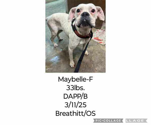 Medium Photo #8 Boxer Puppy For Sale in Burnsville, MN, USA
