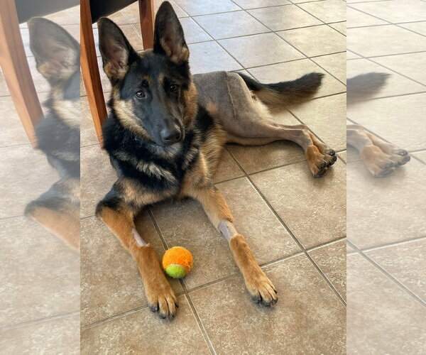 Medium Photo #4 German Shepherd Dog Puppy For Sale in Cliffwood, NJ, USA