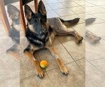 Small #3 German Shepherd Dog