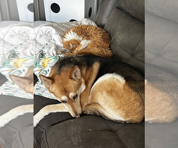 Medium Photo #8 German Shepherd Dog-Unknown Mix Puppy For Sale in Aurora, IN, USA