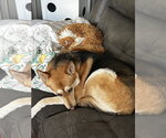 Small #7 German Shepherd Dog Mix