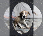 Small Mutt