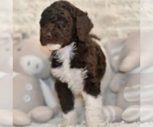 Medium Labradoodle mix (+ Poodle Standard)