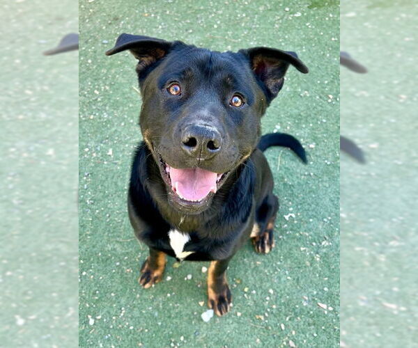 Medium Photo #3 Rottweiler-Unknown Mix Puppy For Sale in Woodland, CA, USA